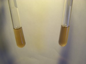 Testing for Fe3+ ions in the culture