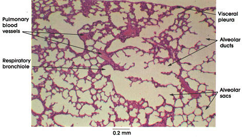 download gutachtenkolloquium 2 ausgewählte gutachtenrelevante begriffe aus ärztlicher und