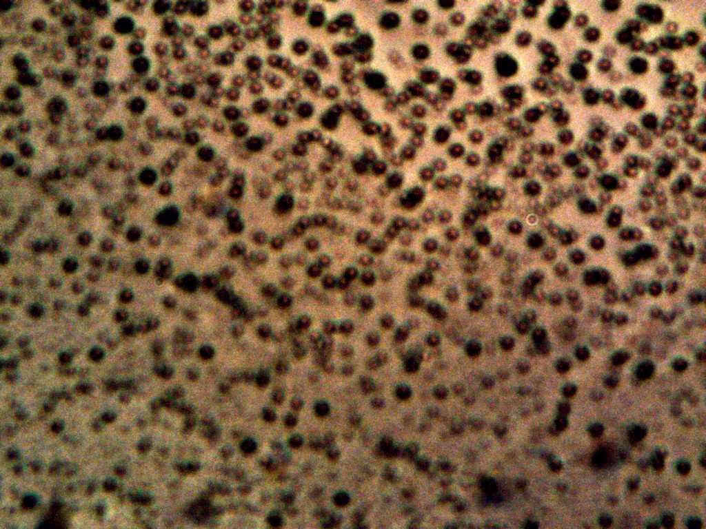 Donate A Car >> Cross-Domain Bacteria Isolation - Carnicom Institute Donate A Car >> Cross-Domain Bacteria Isolation - Carnicom Institute