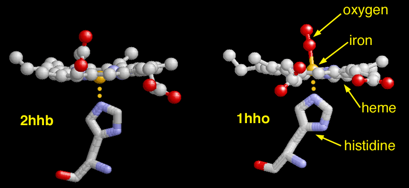 The dexoxygenated heme molecule