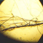 miccheb1 fibers